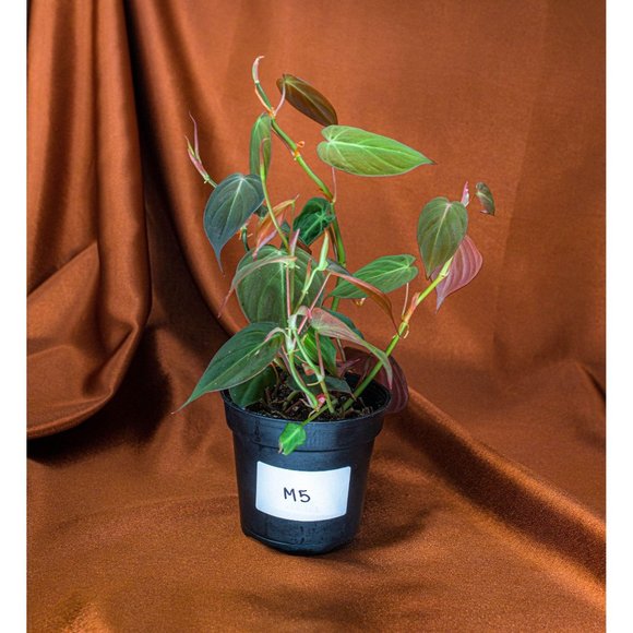 Philodendron Micans 4" US Seller Potted RARE Philo - Picture 1 of 1